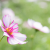 Cosmos