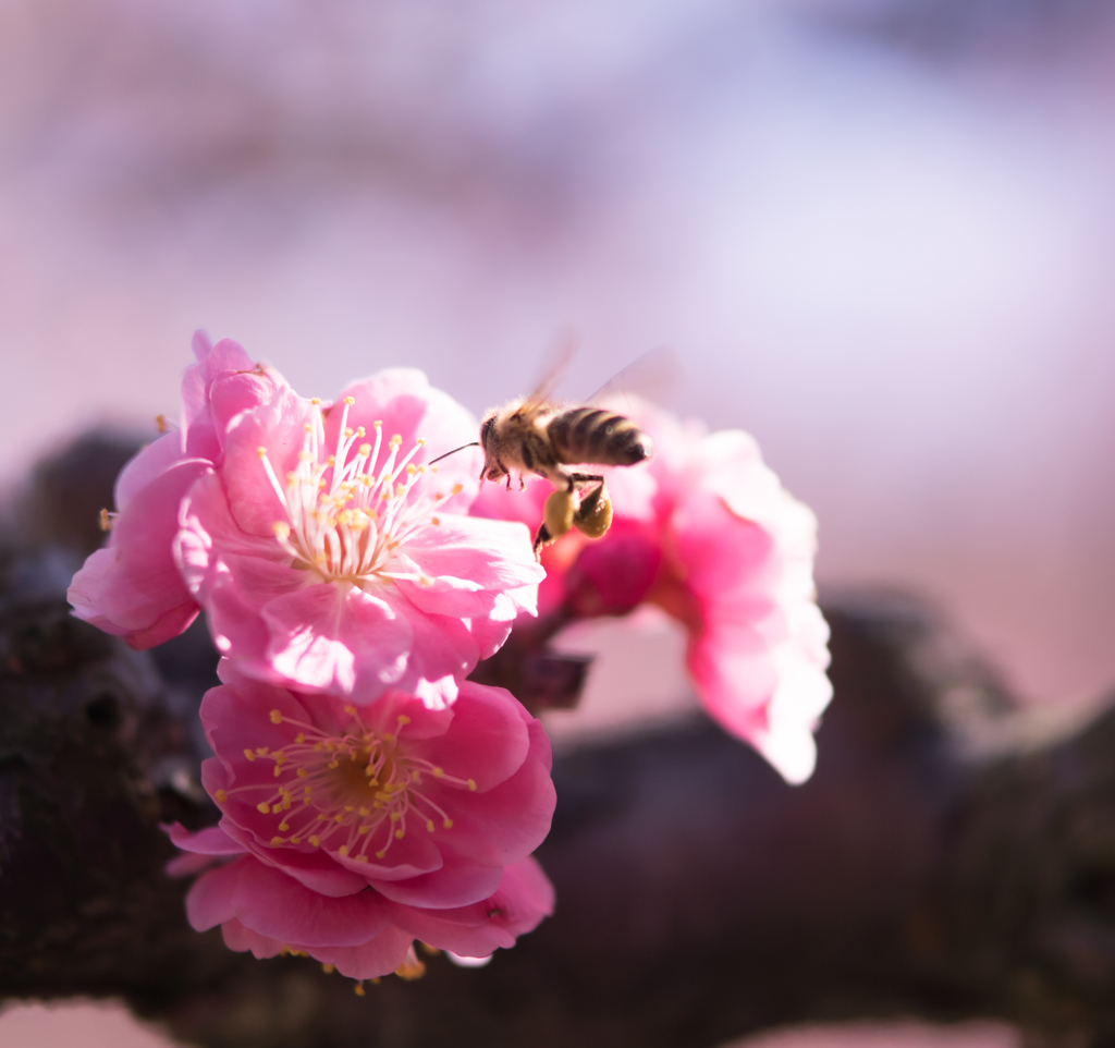 Honeybee