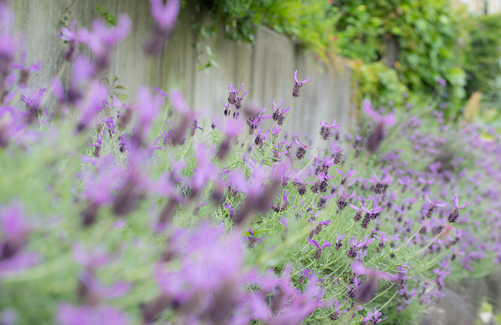 lavender