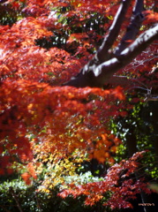 簾から紅葉