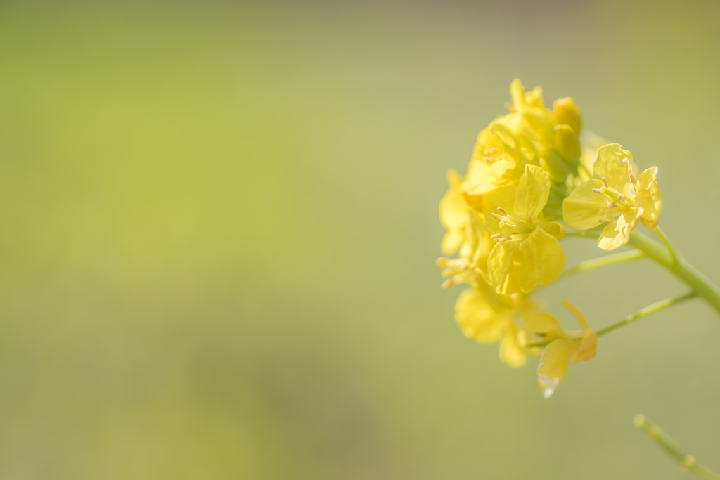 yellow～♪