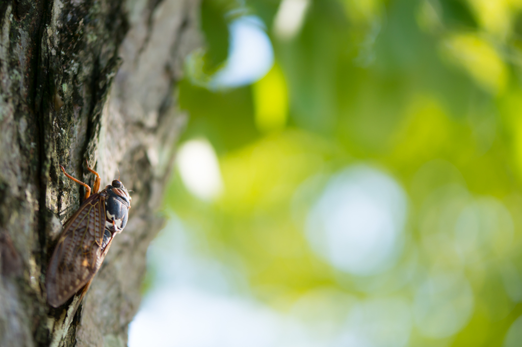 Cicada