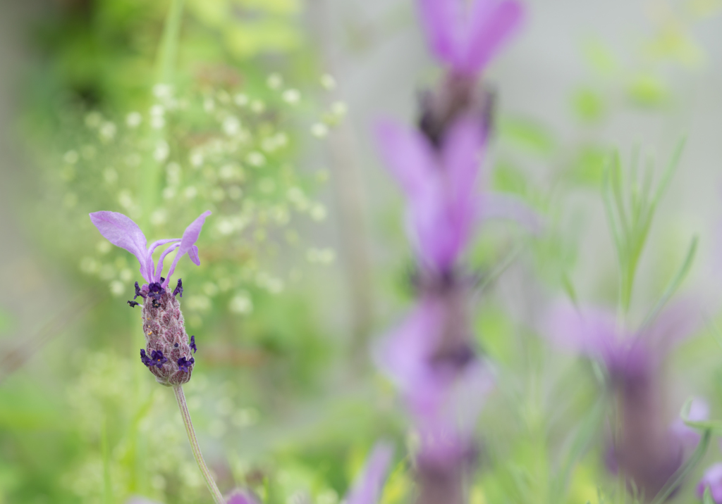 lavender..*