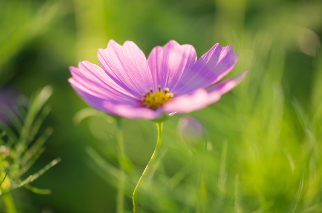 Pink Cosmos
