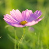 Pink Cosmos