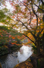 流の紅葉