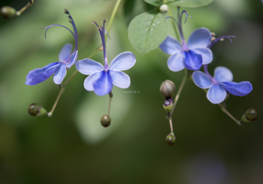 Flower fly