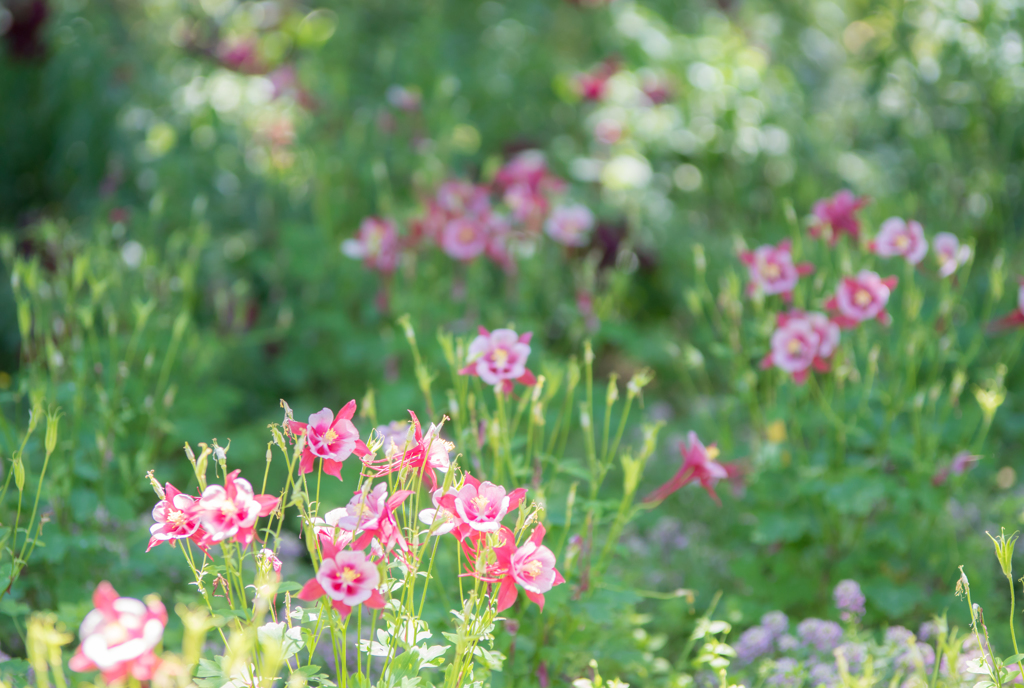 Columbine