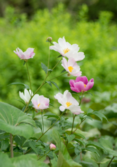 Tree peony