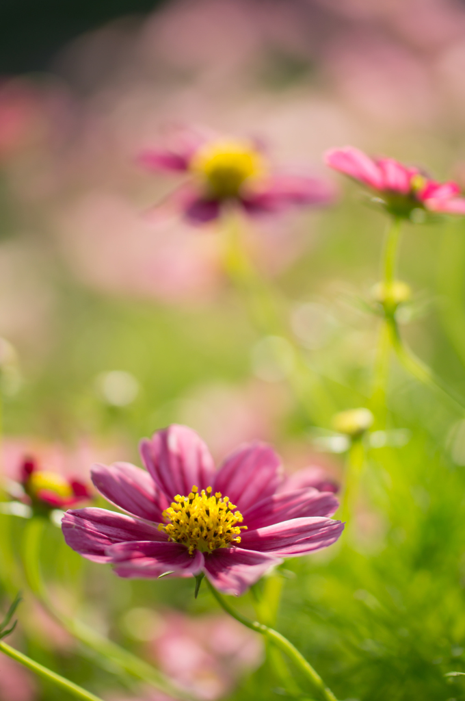 Cosmos..♪