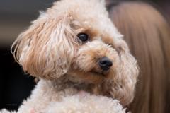 toy poodle♪