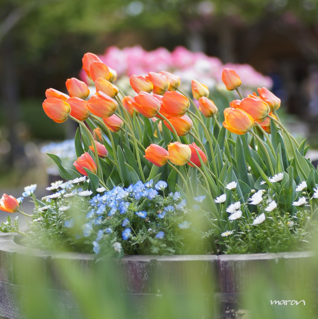 tulip..♪