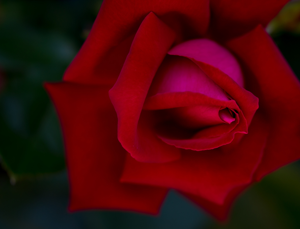 Red rose