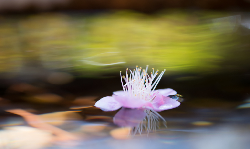 plum blossom