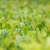 ..Green..