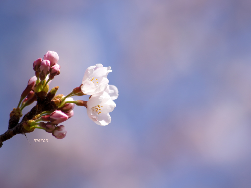 桜雲＊