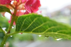 蜘蛛の雨宿り