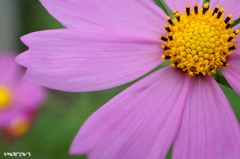 ＊夏の秋桜＊