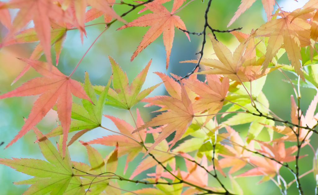 Momiji