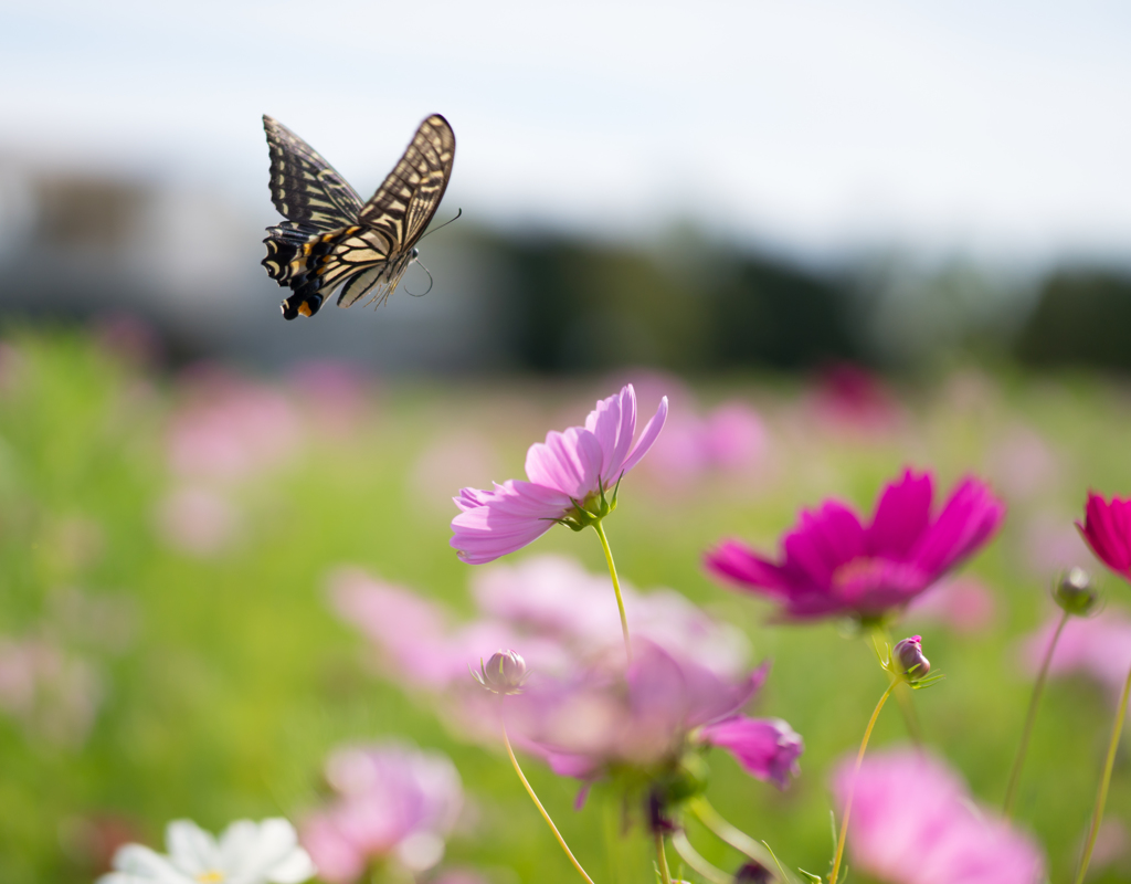 Fly  butterfly