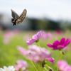 Fly  butterfly