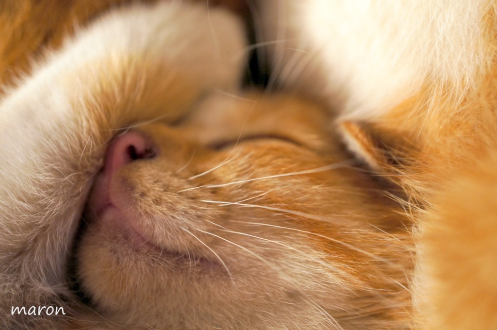 ☆sleepにゃ～☆