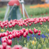 tulip～♡