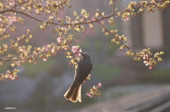 桜にchu*