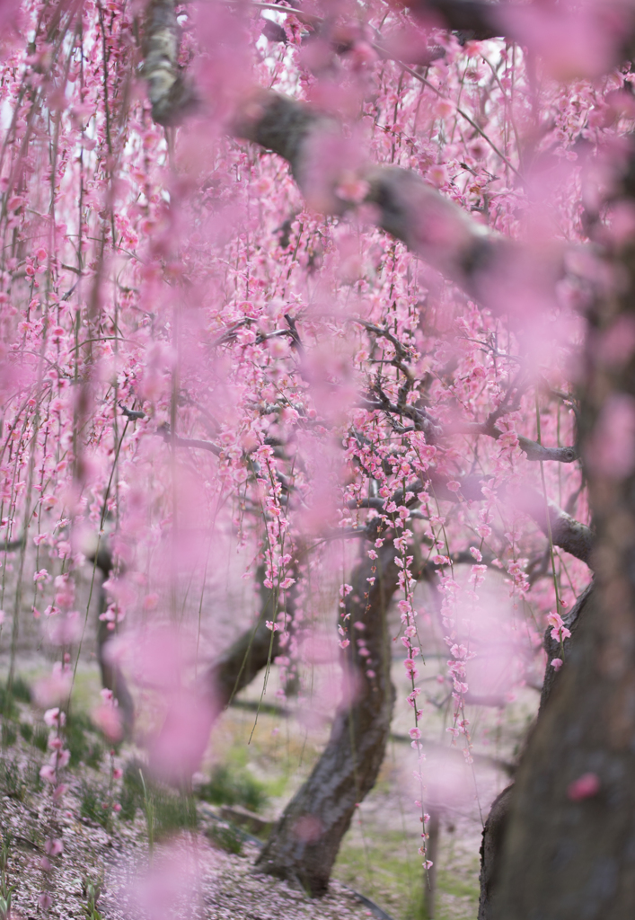 Aroma of plum