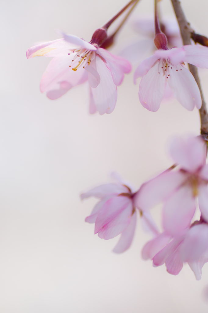 cherry blossom....✲