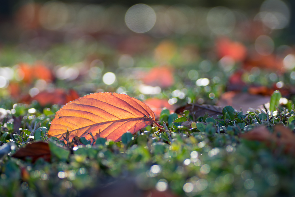 To fallen leaves