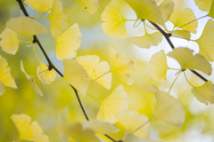 Ginkgo biloba