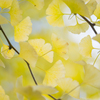 Ginkgo biloba