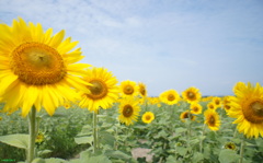 sunflower*＊