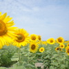 sunflower*＊