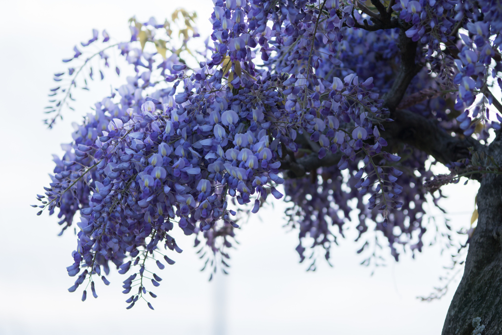 Wisteria