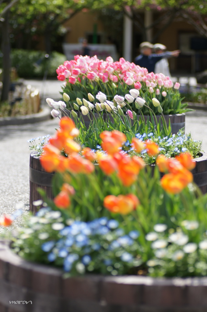 tulip～♪