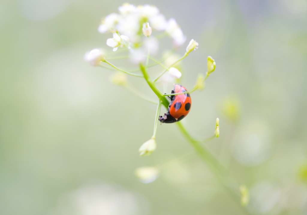 ladybird..✲