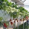 Strawberry♪
