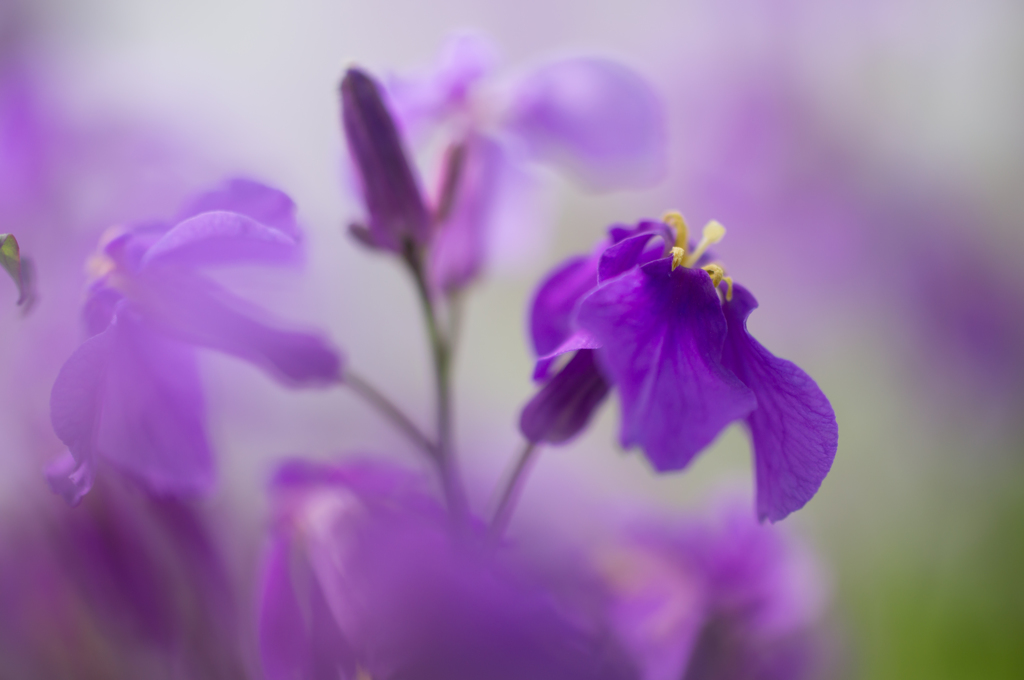 purple...＊