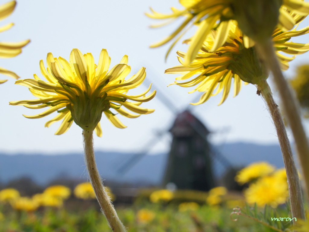 dandelion*