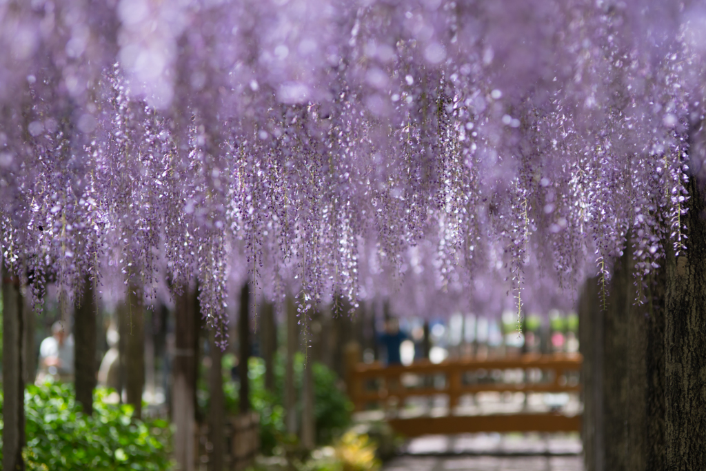 Wisteria