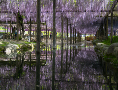 Wisteria trellis