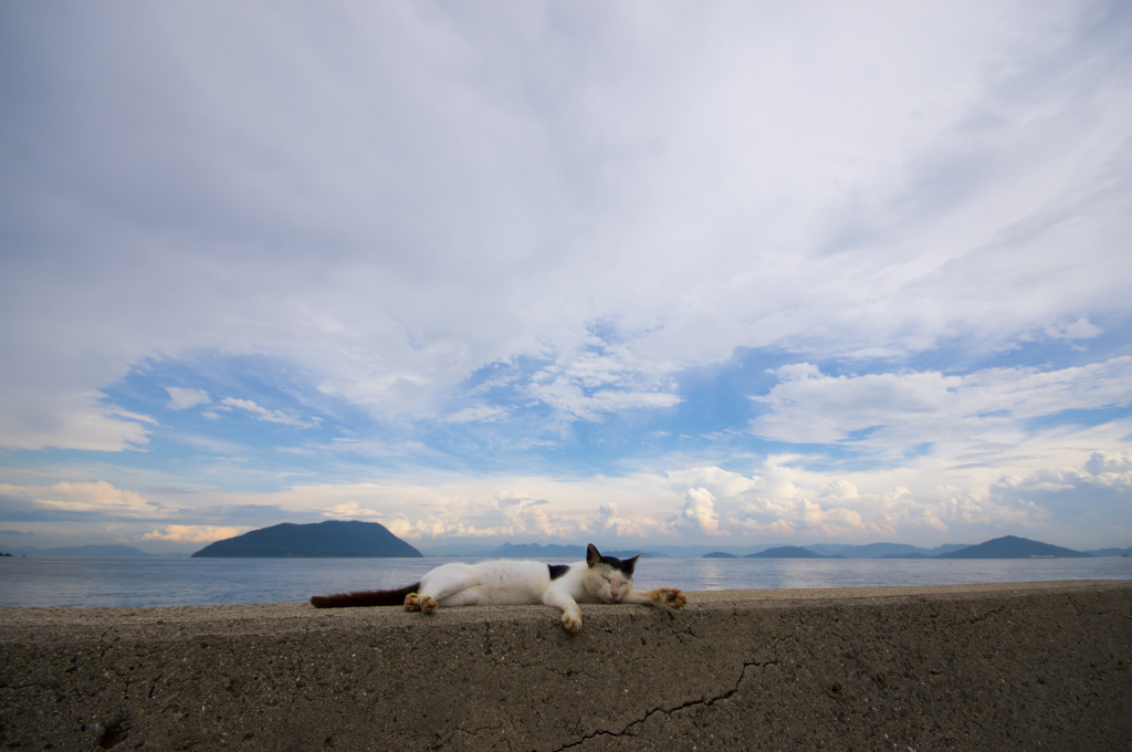 海猫～♪