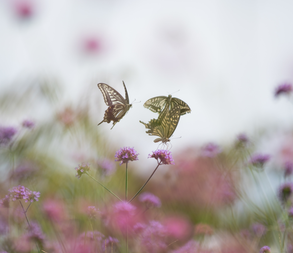 Butterfly dance