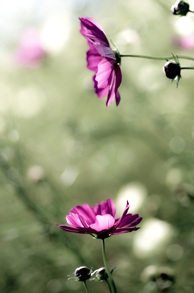 cosmos