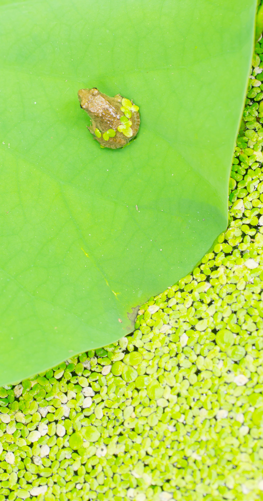 frog