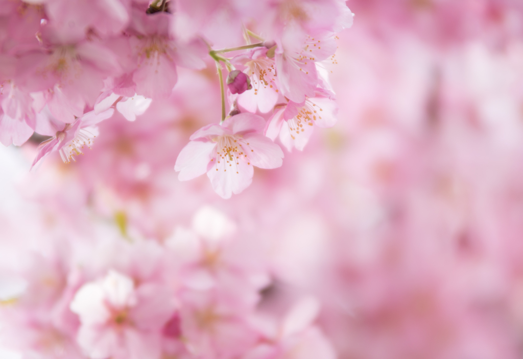 sakura ..❀