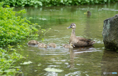 Spot-billed duck