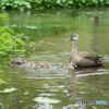 Spot-billed duck